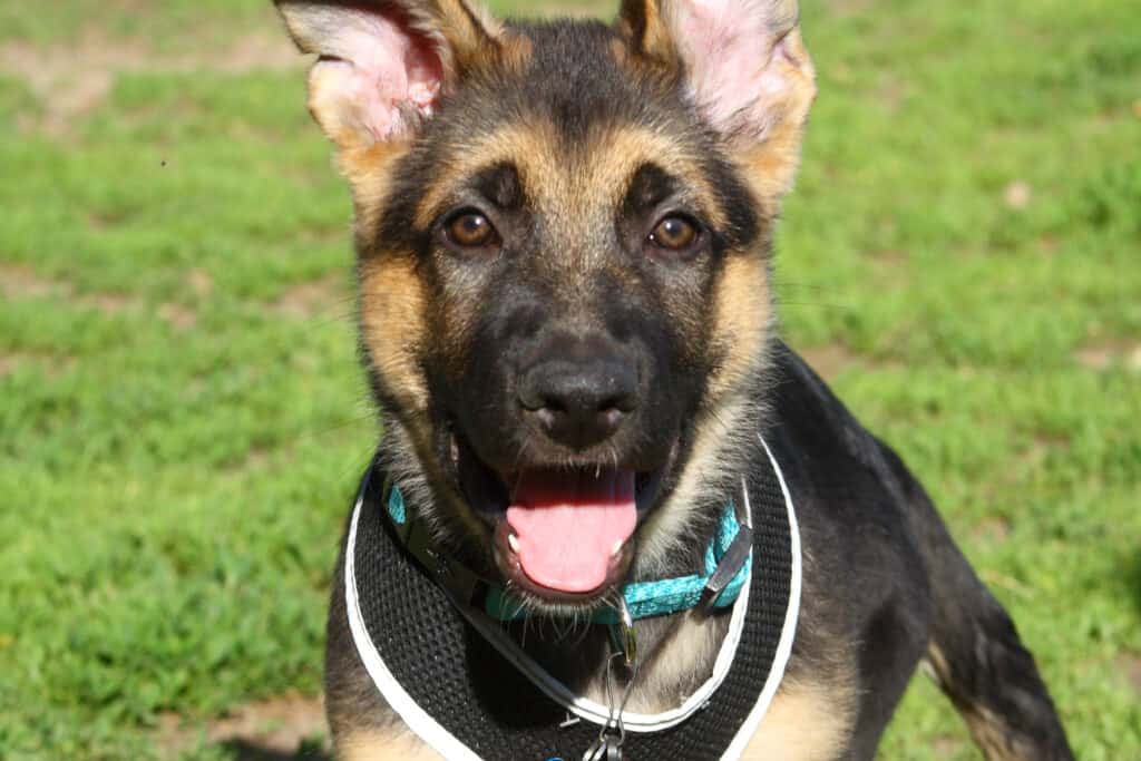 GSD pup in collar