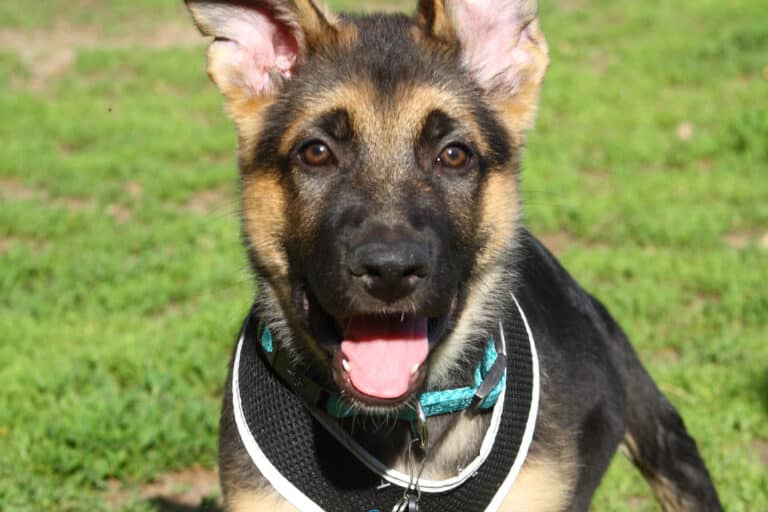 11 Essential German Shepherd Puppy Training Tips - The German Shepherder