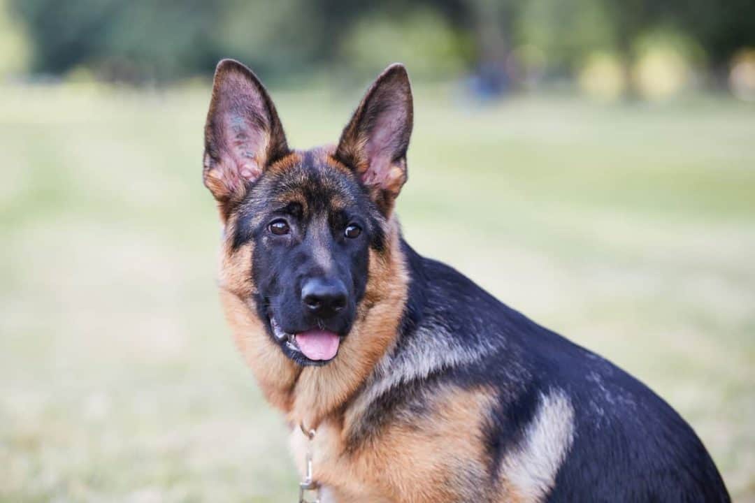 11 Essential German Shepherd Puppy Training Tips - The German Shepherder