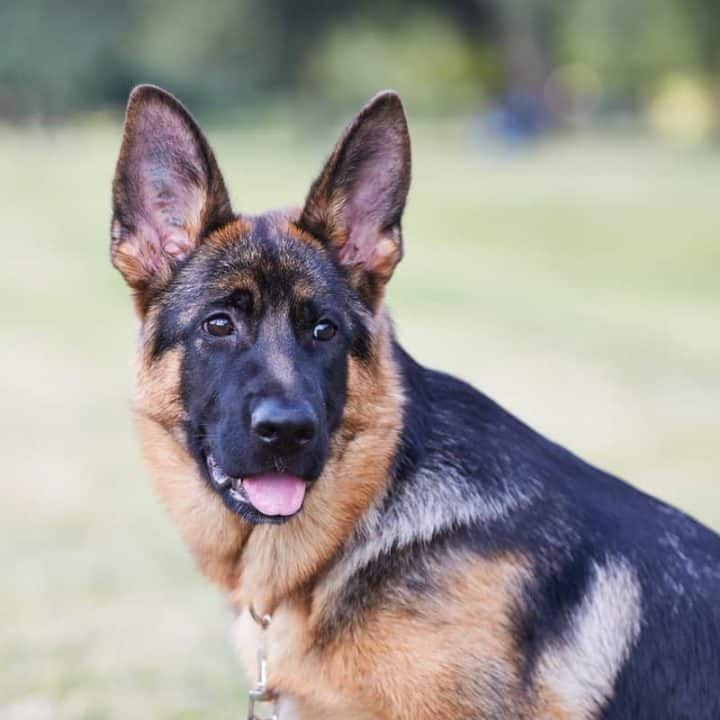 11 Essential German Shepherd Puppy Training Tips – The German Shepherder