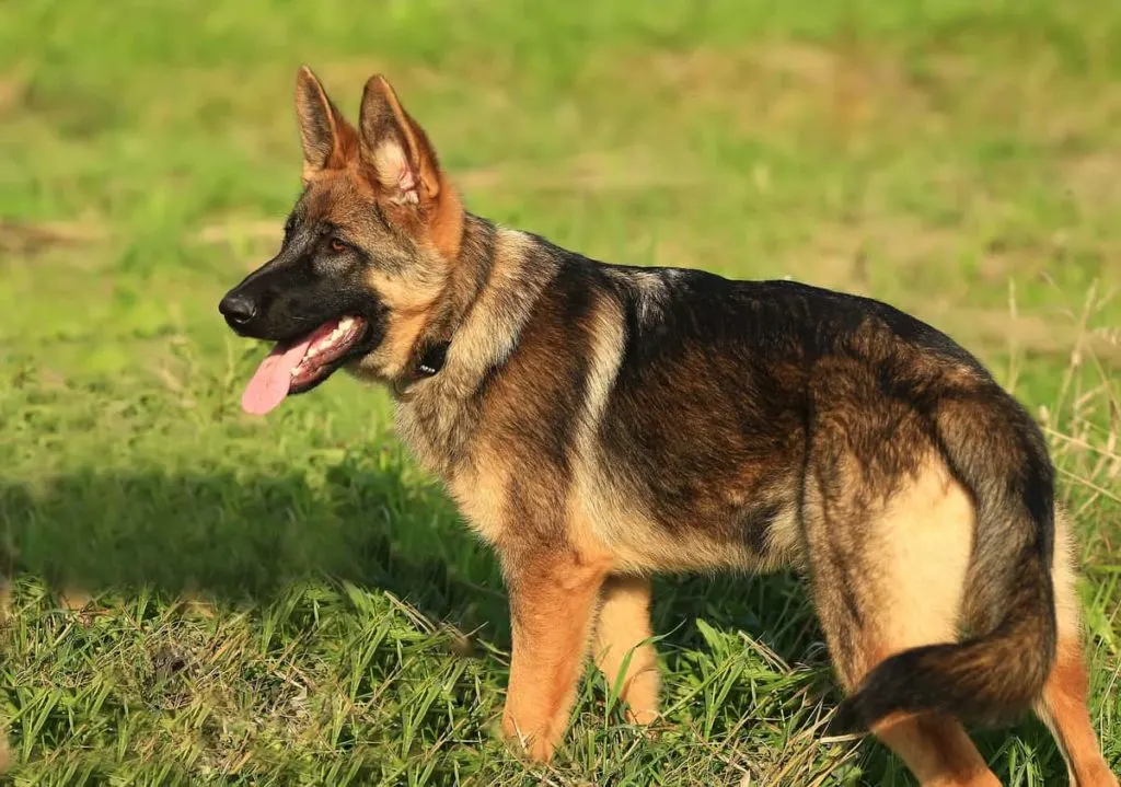 GSD puppy in grass