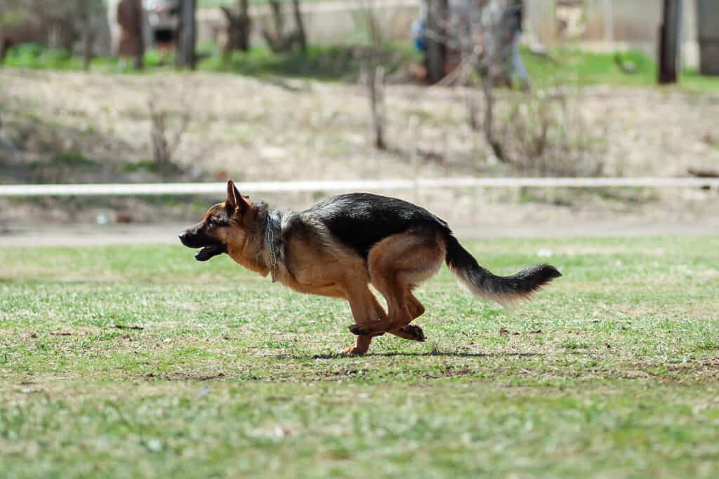 GSD running