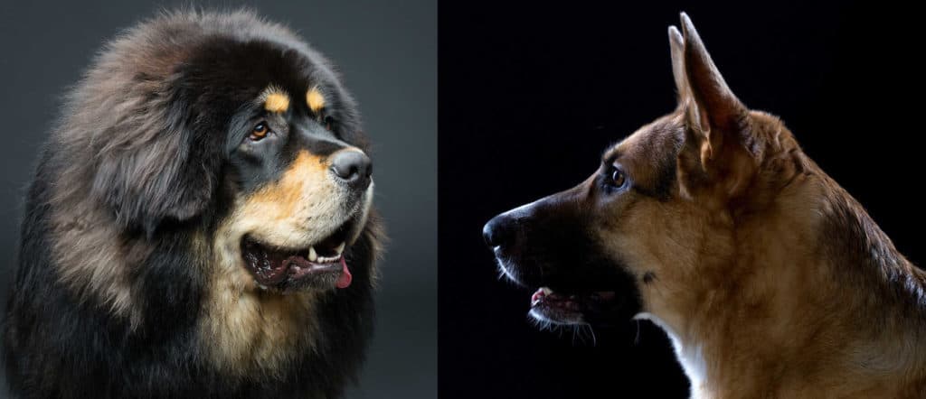 Tibetan Mastiffs Embrace Dog Breed Library Embrace Pet Insurance