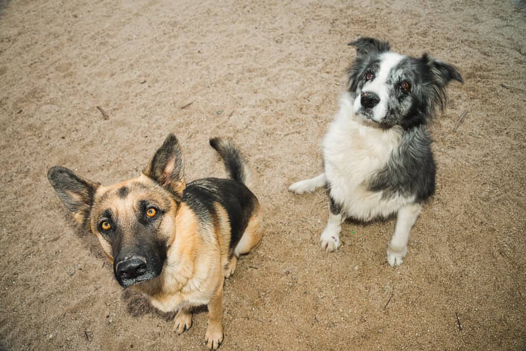 gsd and dog