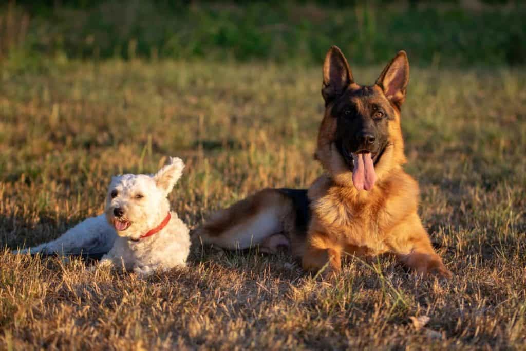 are german shepherds good with other dogs at home and outside