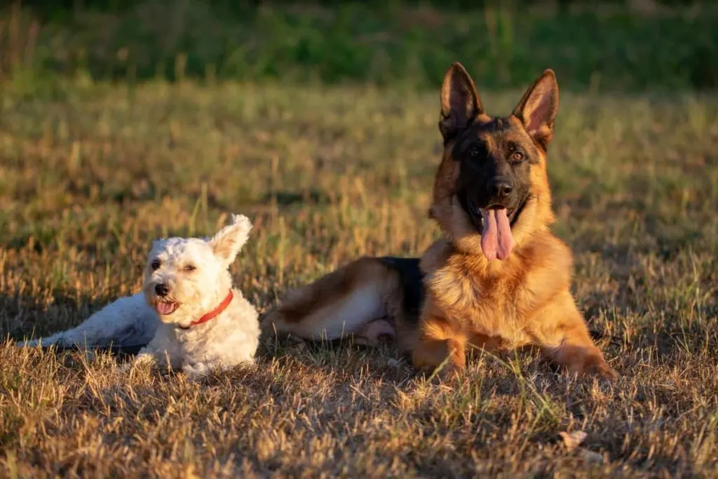 gsd and little white dog in field