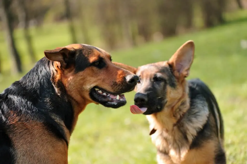 gsd and other dog together