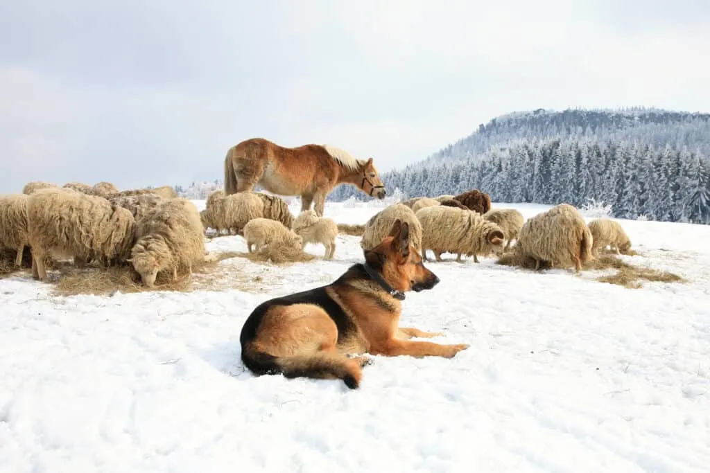 GSD with sheep and cow