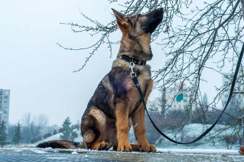 gsd puppy on leash looking up at owner who is out of frame