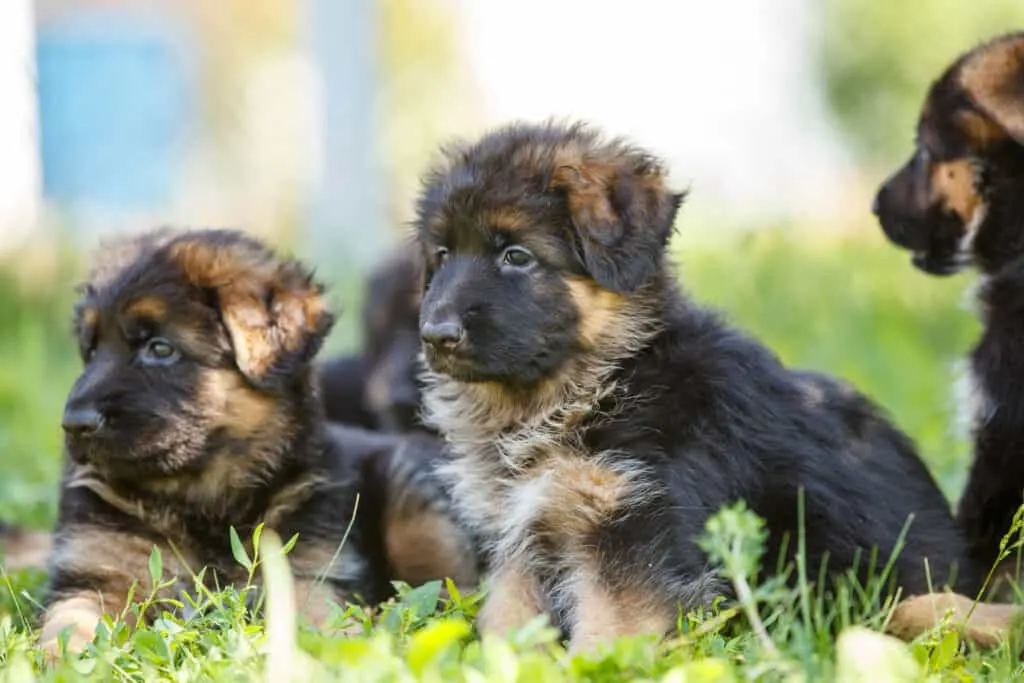 gsd puppies together