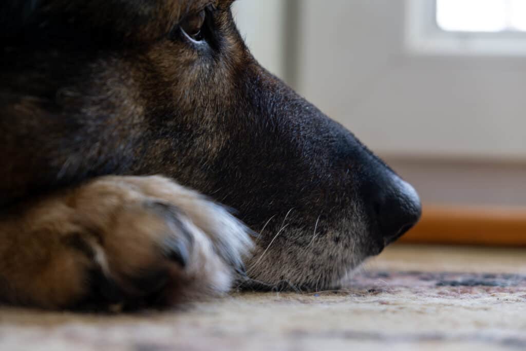 anxious gsd face