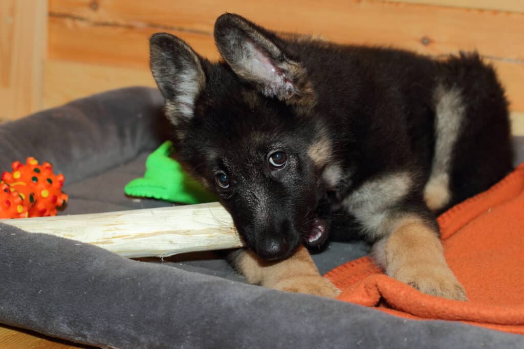 puppy with bone