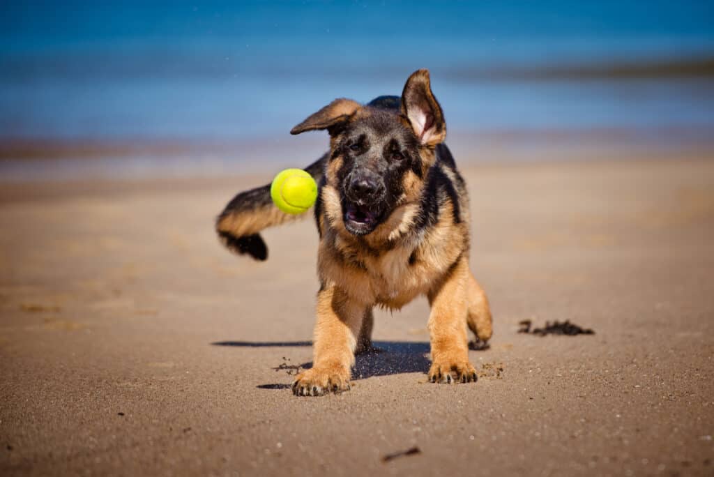 gsd puppy playing with ball
