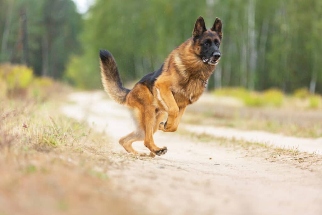 running gsd