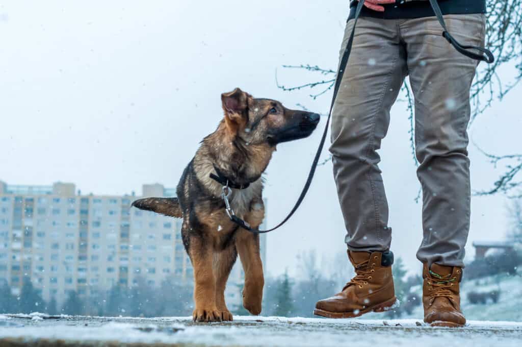 walking with gsd