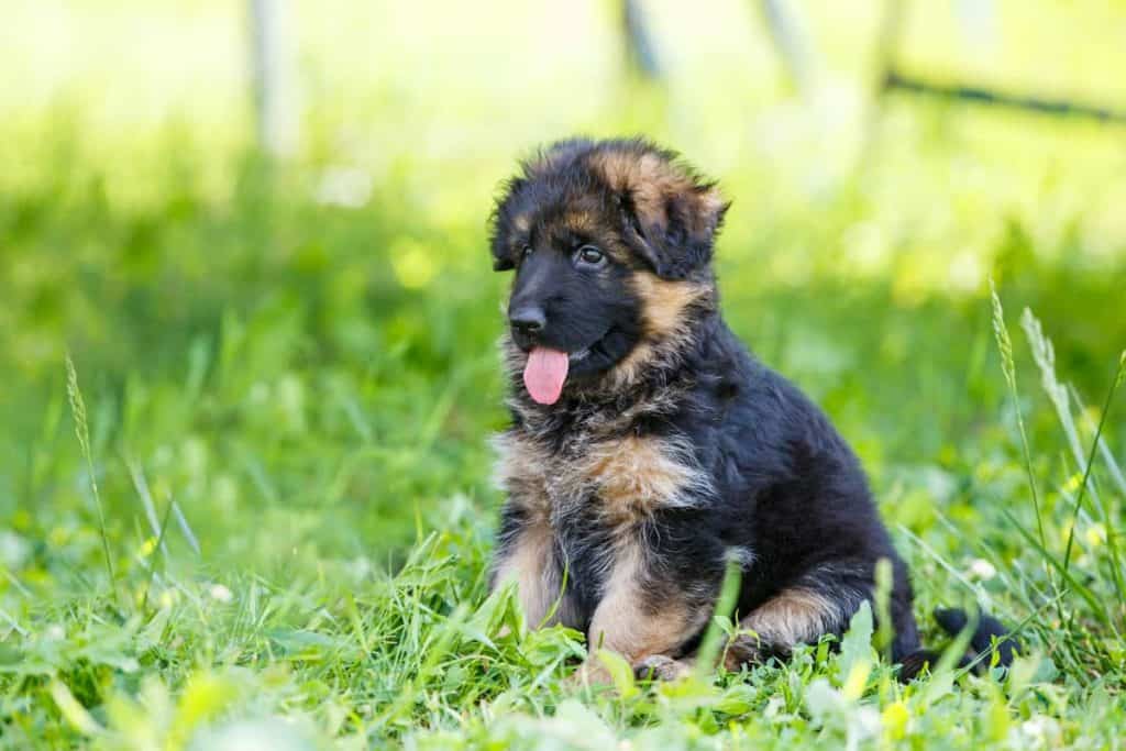 GSD on grass