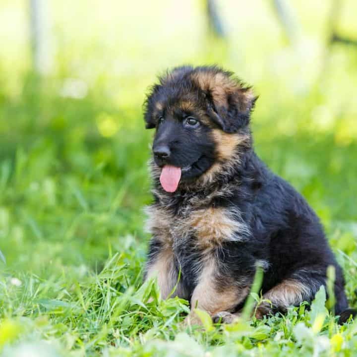 How Much Does A German Shepherd Puppy Cost The German Shepherder