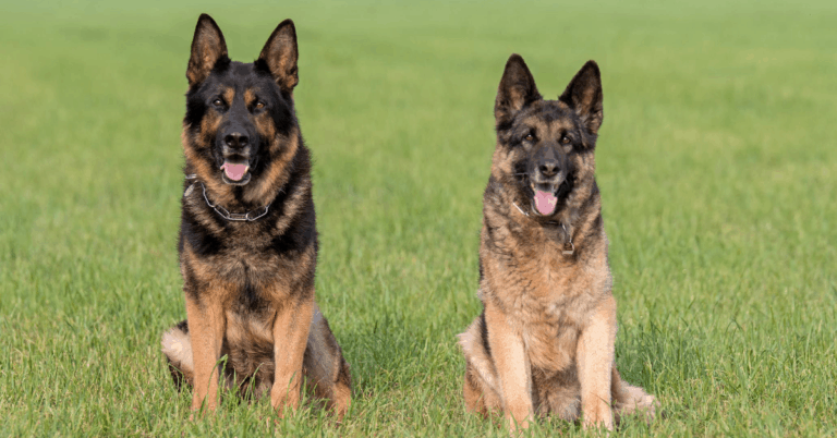 Why Do German Shepherds Bark? All You Need to Know – The German Shepherder