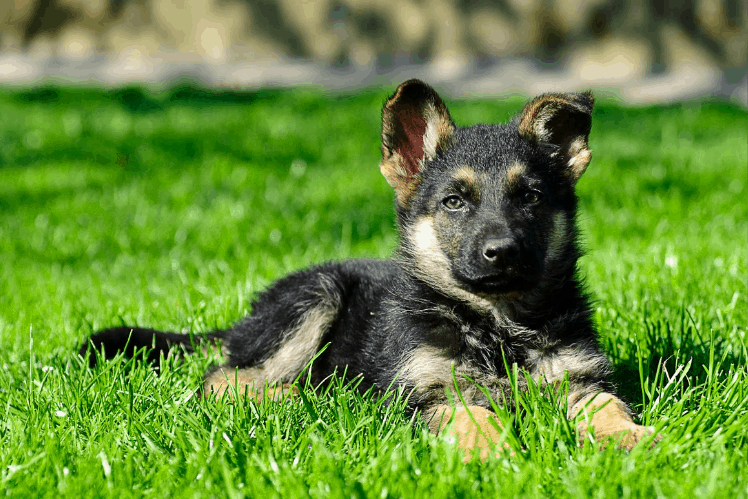 pup in grass