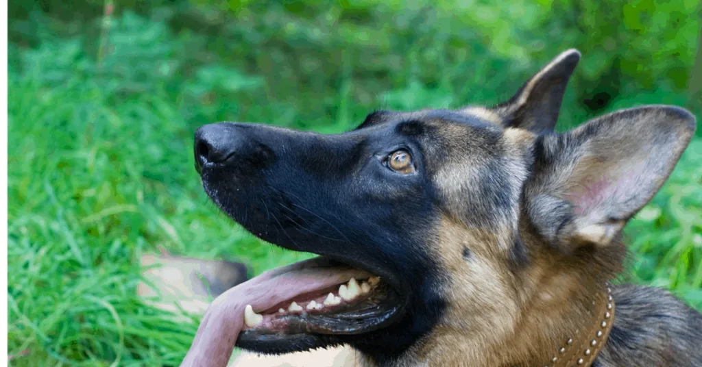 GSD looking up