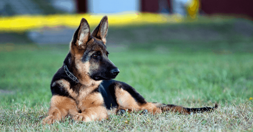 pup with ears up