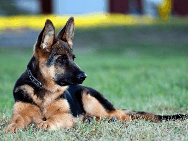 are german shepherds difficult to train