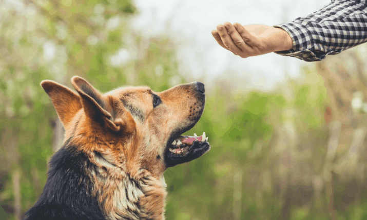 gsd getting treat