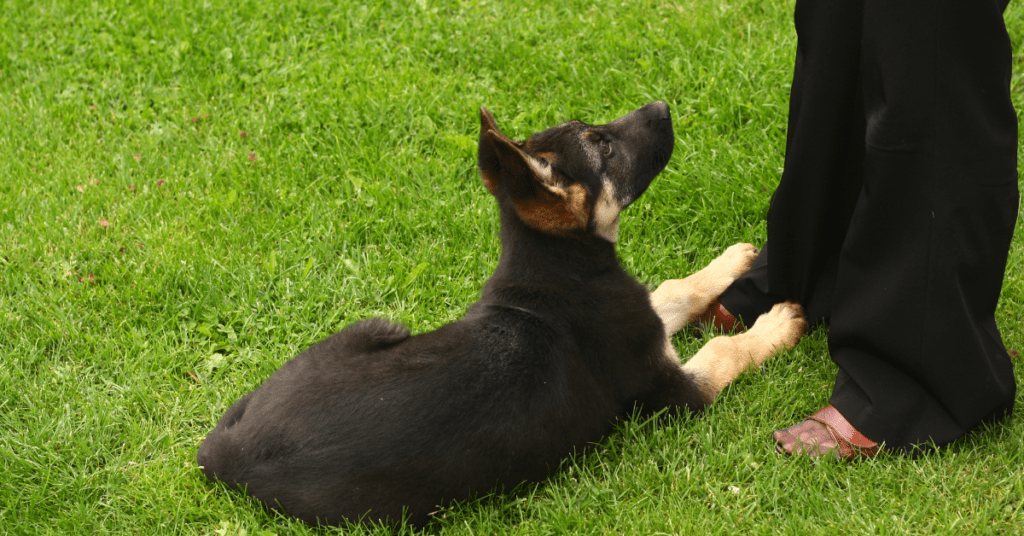 gsd at feet