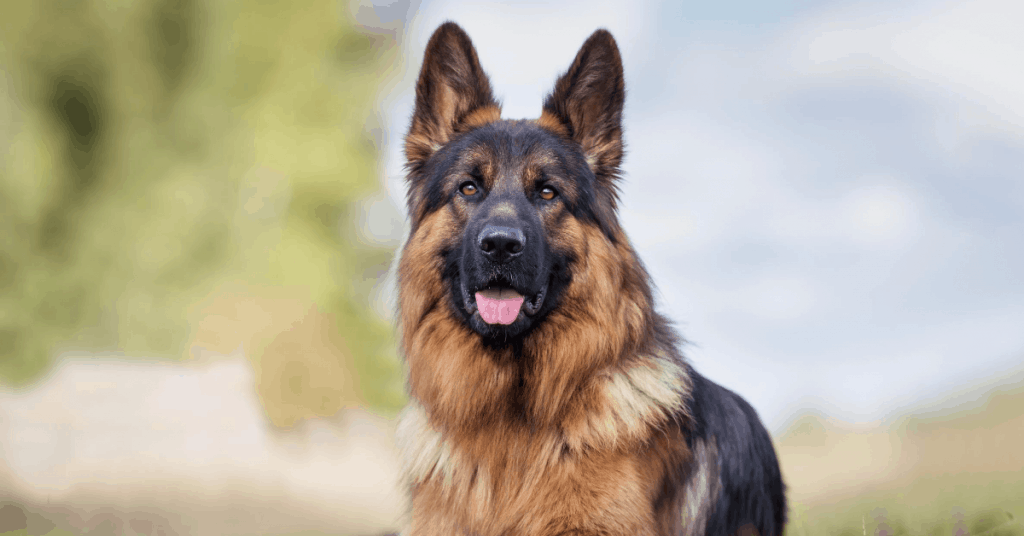 how many times does a german shepherd poop