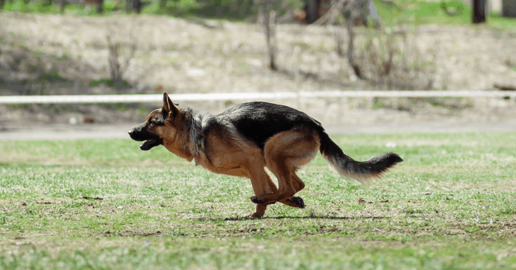 gsd running fast