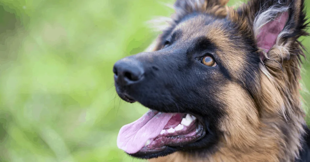 gsd looking like it's smiling