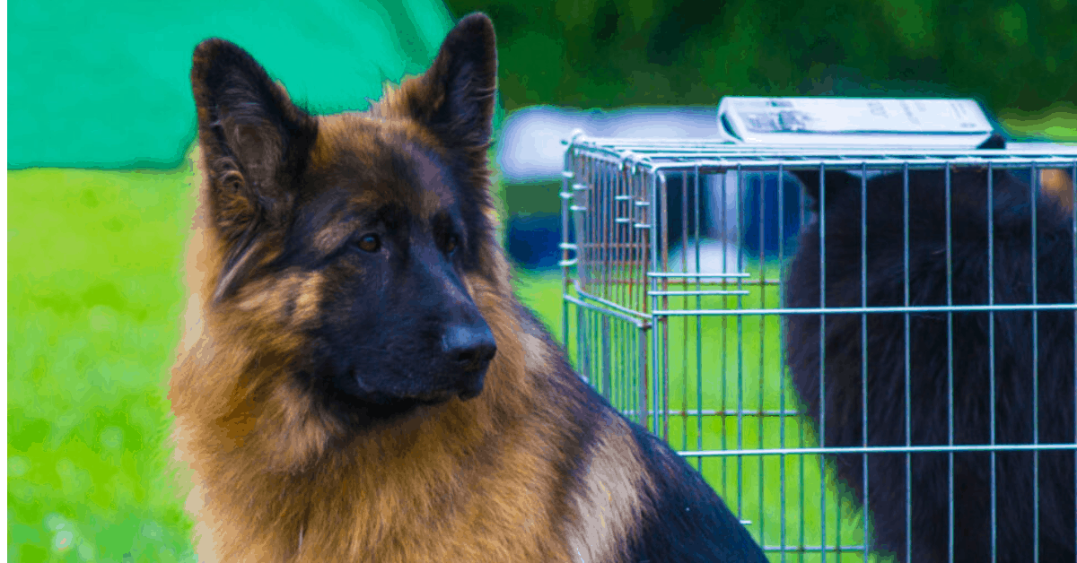 do german shepherds shed? all you need to know - the