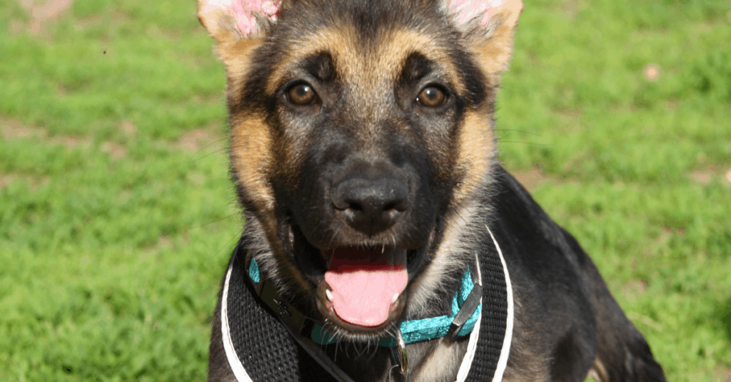 how do you train a german shepherd basic commands