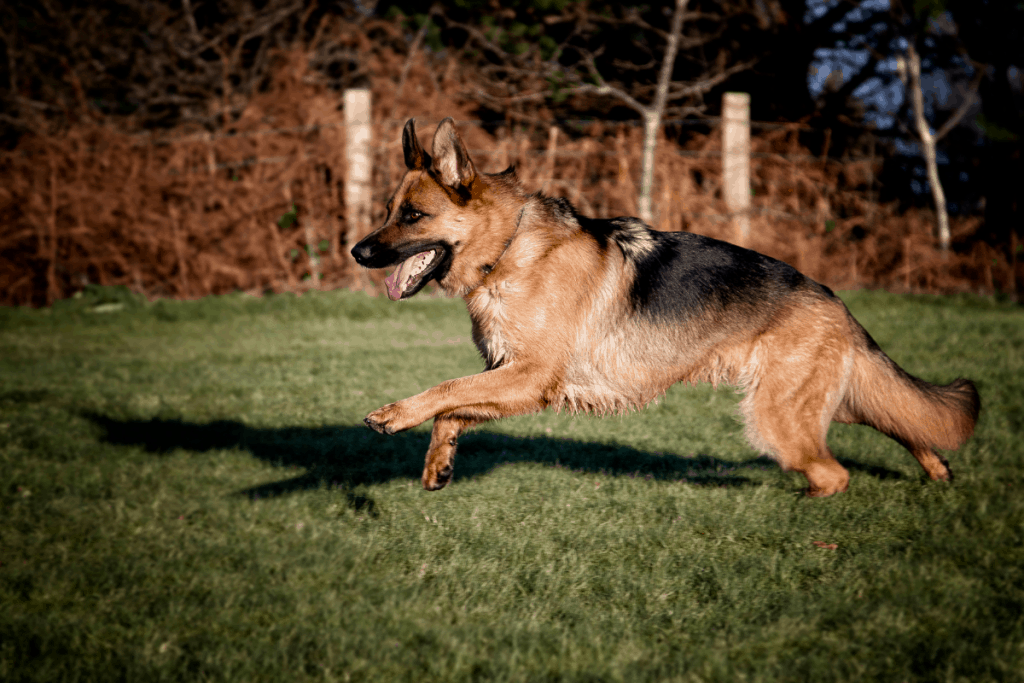 german shepherd running in grass