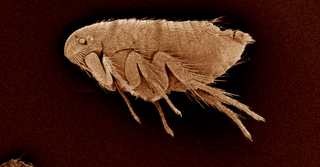 magnified flea