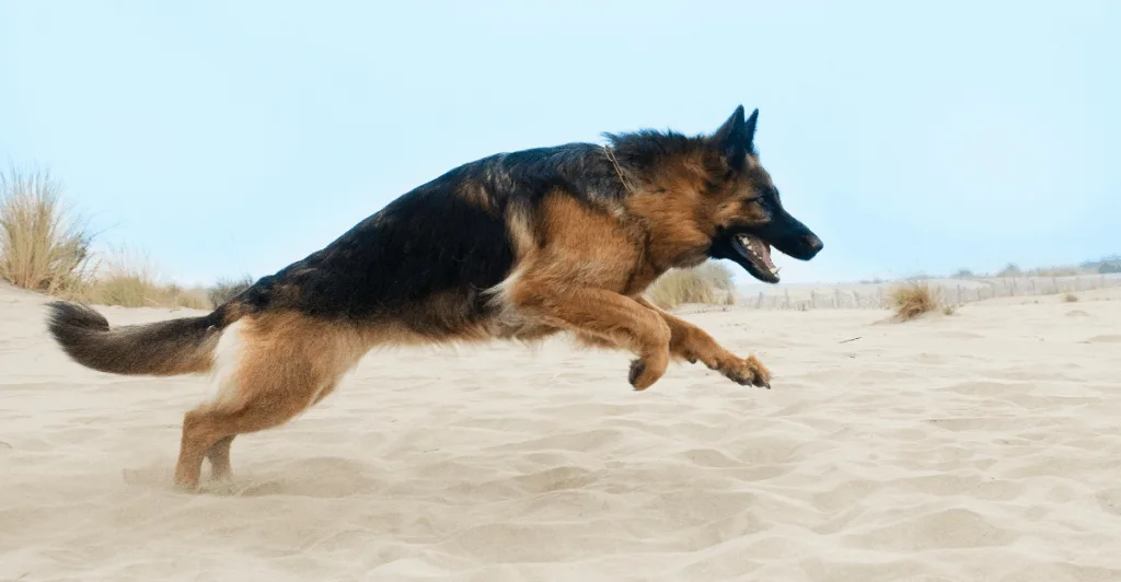 german shepherd running in sand