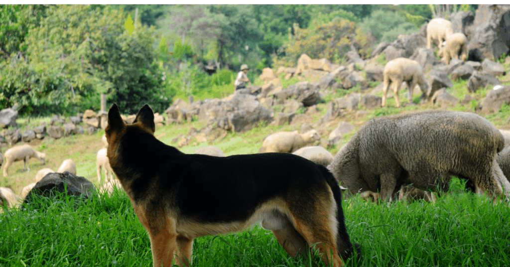 gsd tending to sheep