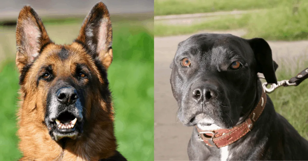 german shepherd and pit bull side by side
