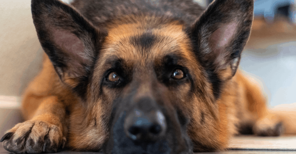 are german shepherds emotionally sensitive