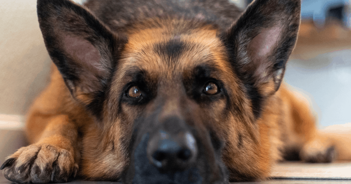 Are German Shepherds Good Emotional Support Dogs? All You Need to Know ...