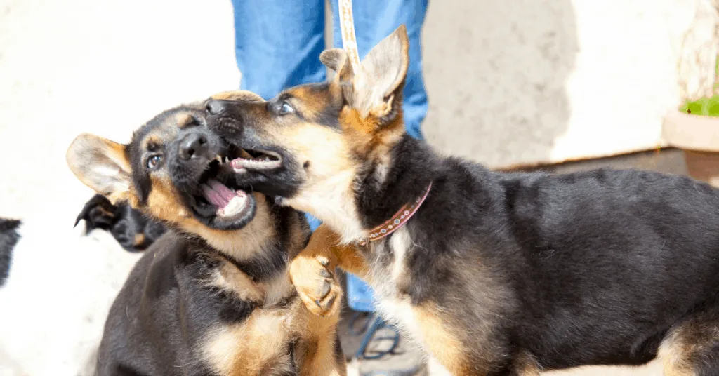 hyper german shepherd puppies biting each other