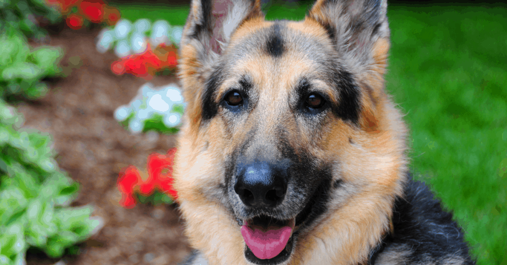 gsd in garden