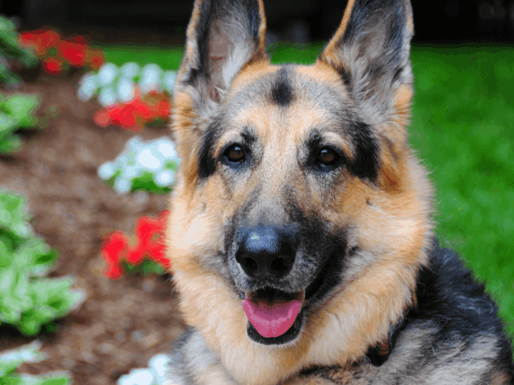 are german shepherds the best service dogs