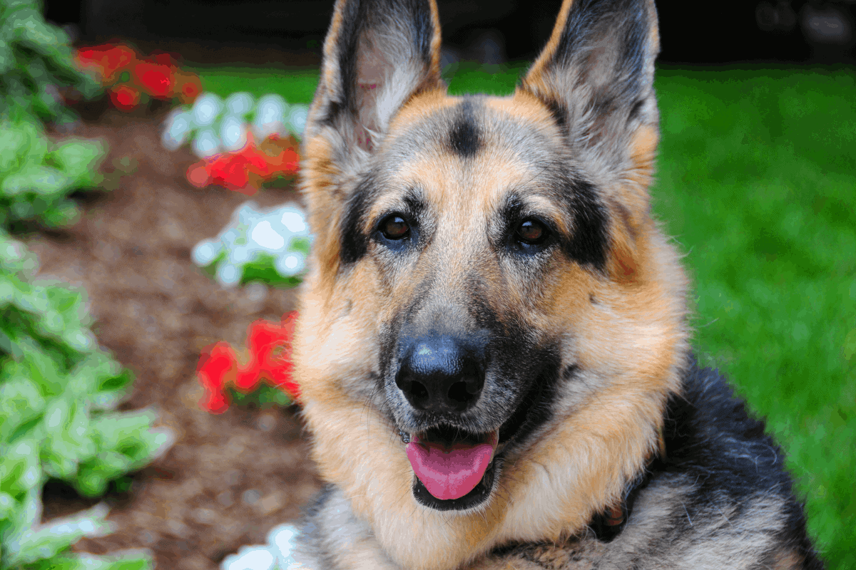 german shepherd as emotional support animal