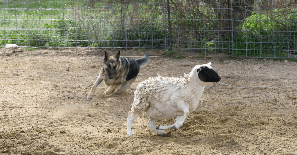 gsd herding sheep