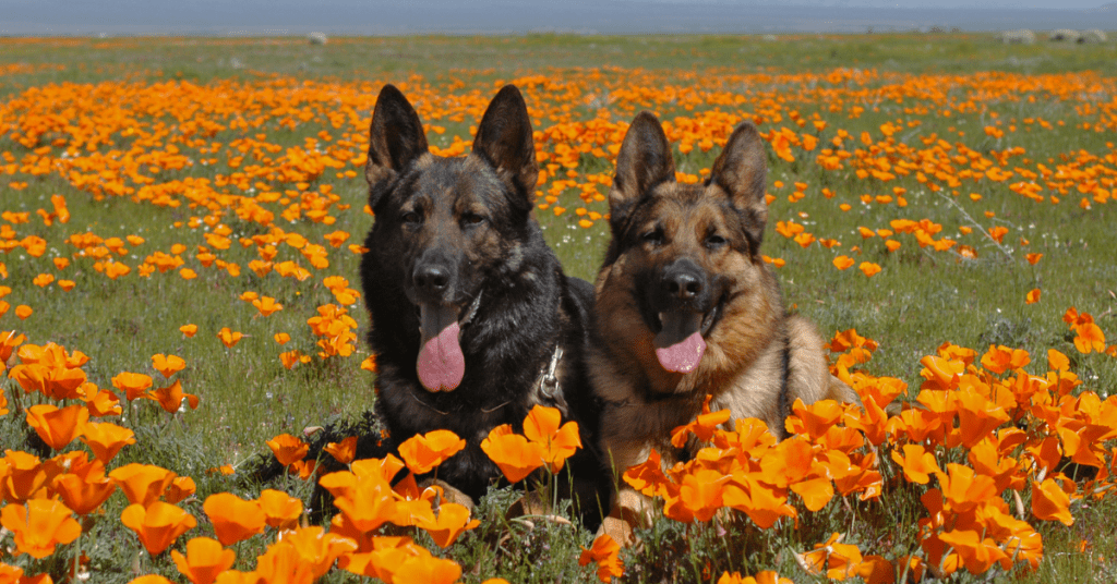 german shepherds in flower field