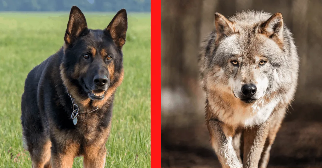 German Shepherd and wolf side-by-side