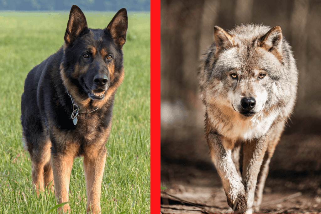 Os lobos são leais a seus companheiros?