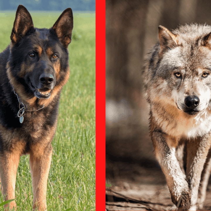 Can a German Shepherd Beat a Wolf? Know the Facts – The German Shepherder