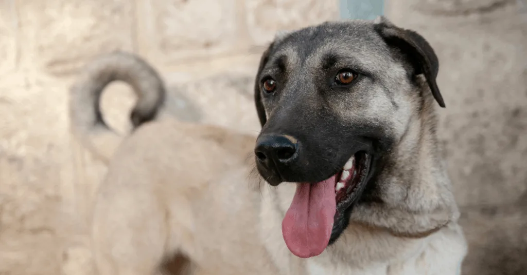 Kangal dog